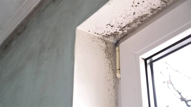 Best Preventive Mold Services in Harper Woods, MI