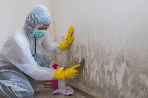 Best Emergency Mold Remediation in Harper Woods, MI