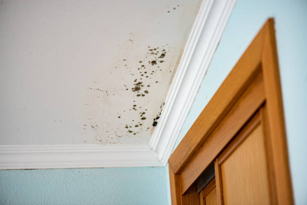 Best Attic Mold Remediation in Harper Woods, MI