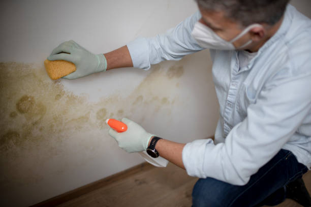 Best Health and Safety Mold Remediation in Harper Woods, MI