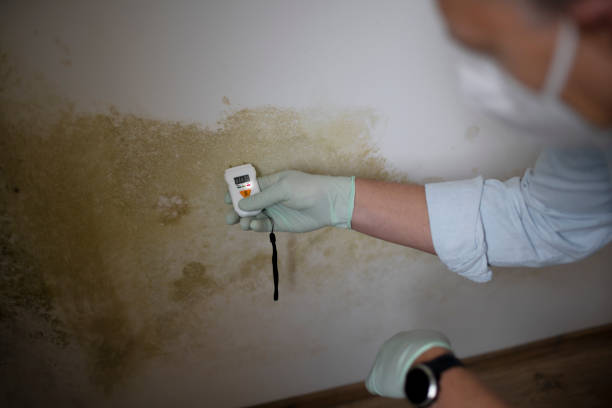 Best Basement Mold Remediation in Harper Woods, MI