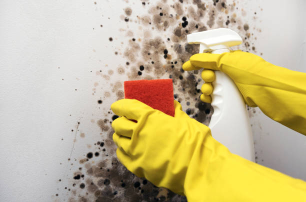 Best Commercial Mold Remediation in Harper Woods, MI
