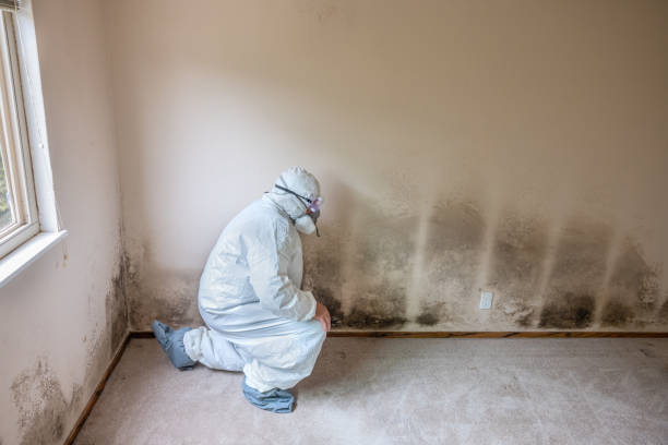 Best Crawl Space Mold Remediation in Harper Woods, MI