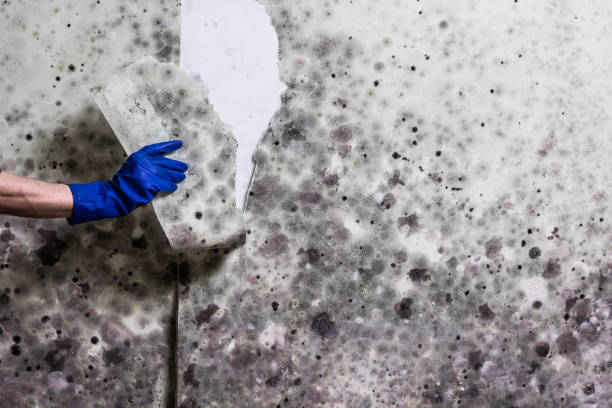 Best White Mold Remediation in Harper Woods, MI