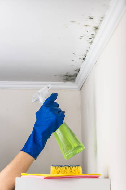 Best Mold Testing and Inspection Services in Harper Woods, MI