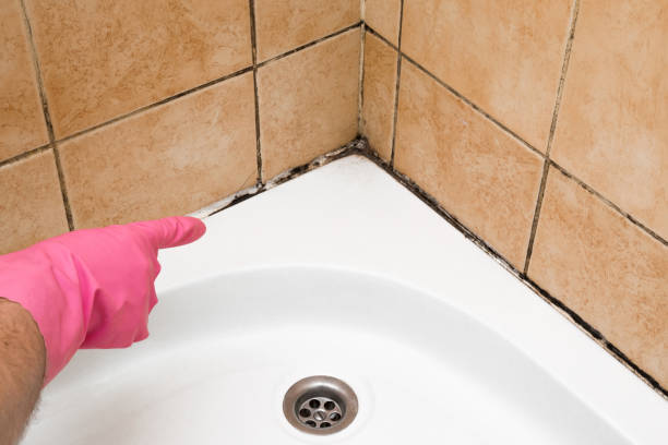 Best Attic Mold Remediation in Harper Woods, MI